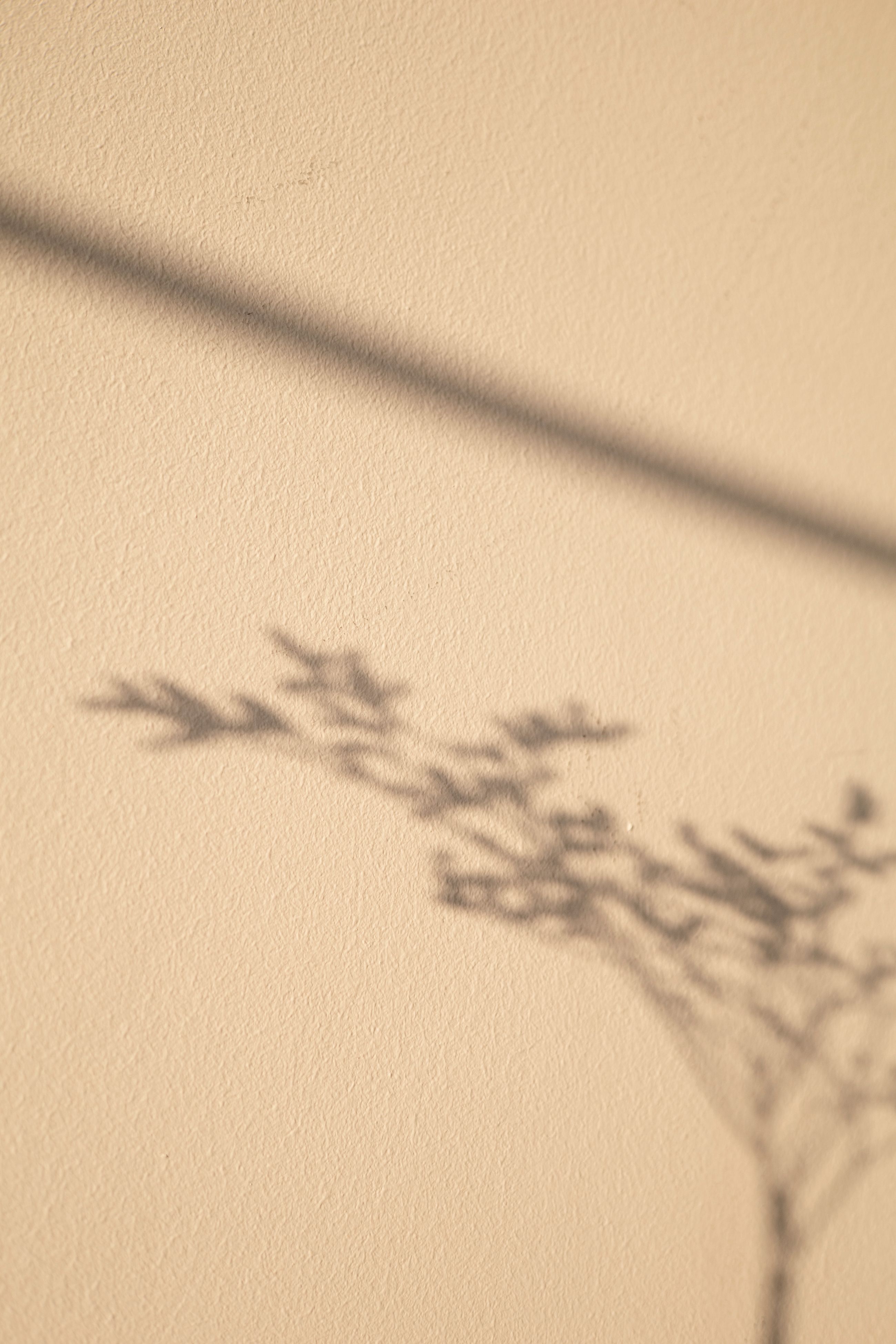 The soft shadow of a leafy branch cast across a warm, neutral wall
