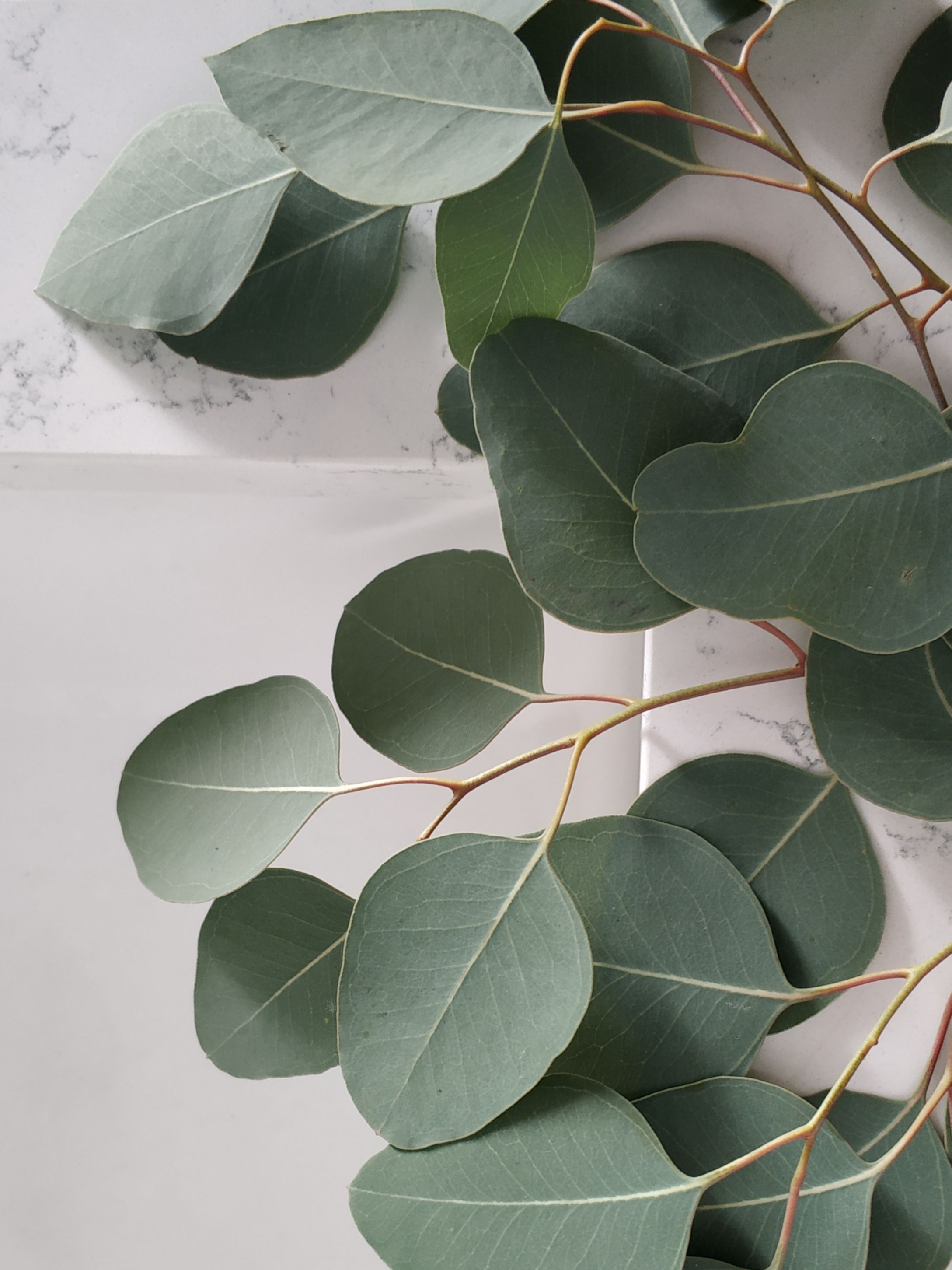 Soft silver-green eucalyptus leaves resting on a pale marble surface